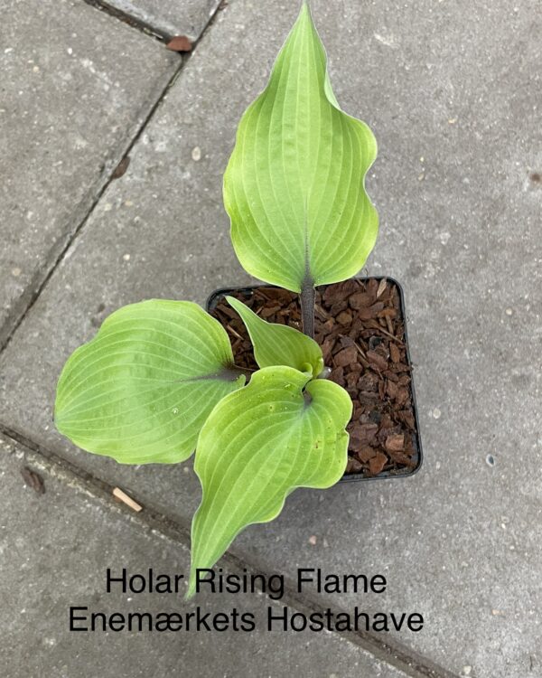 Holar Rising Flame (Medium)