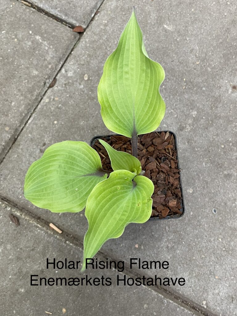 Holar Rising Flame (Medium)