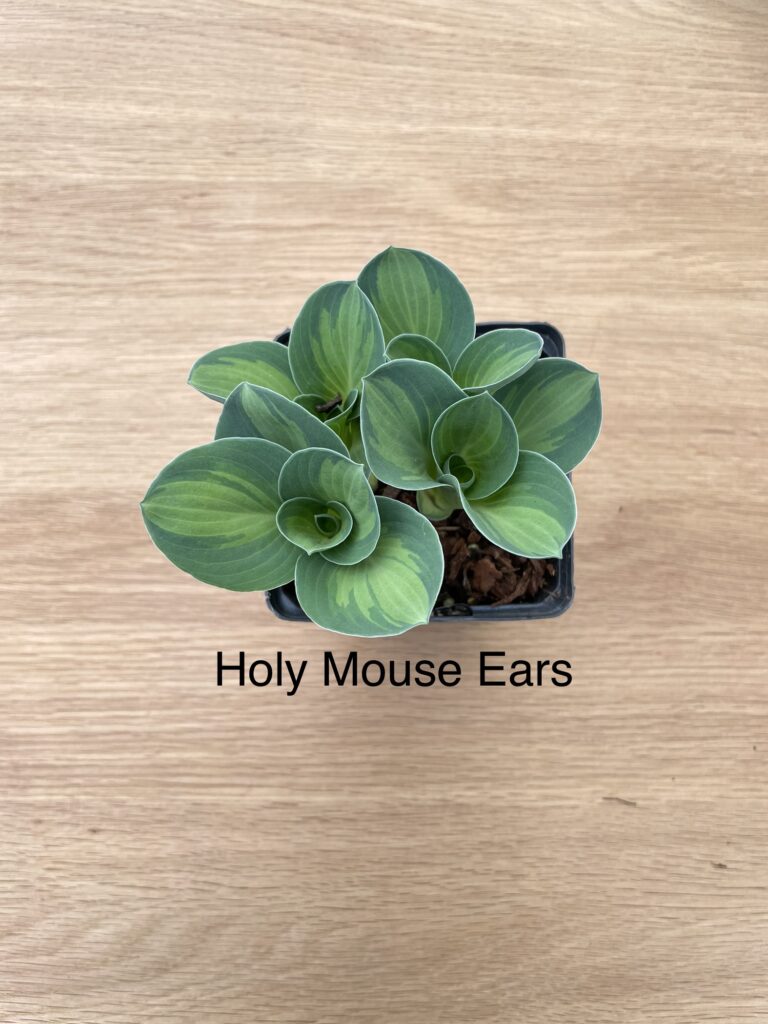 Holy Mouse Ears(mini)