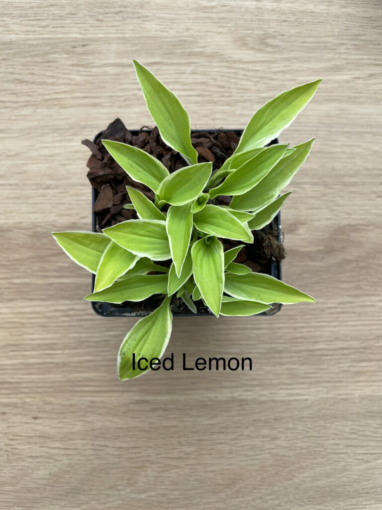 Iced Lemon(Small)