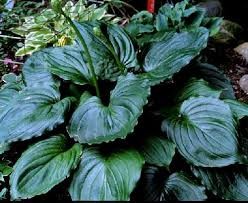 Lakeside Black Satin(Medium-large) hosta