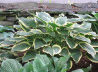 Lakeside Ring Master(Large) hosta