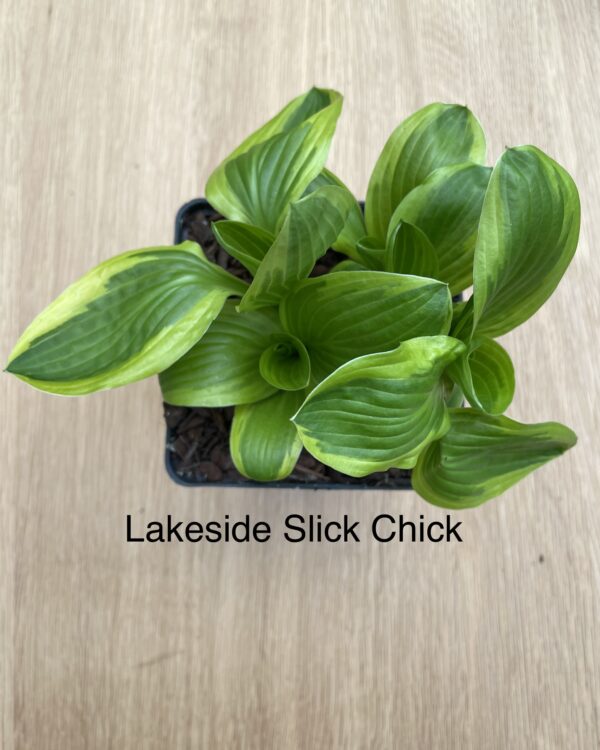 Lakeside Slick Chick (Small/Medium)