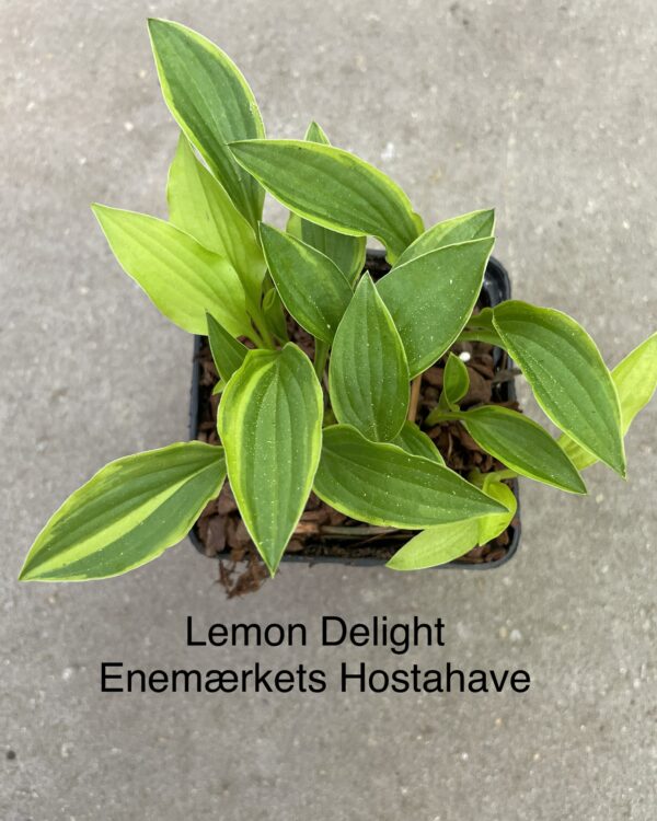 Lemon Delight (Small)