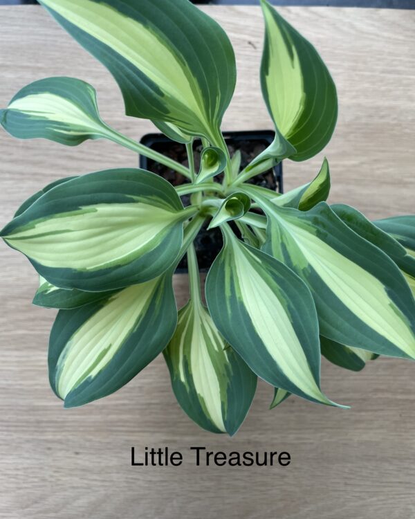 Little Treasure(Mini/small)