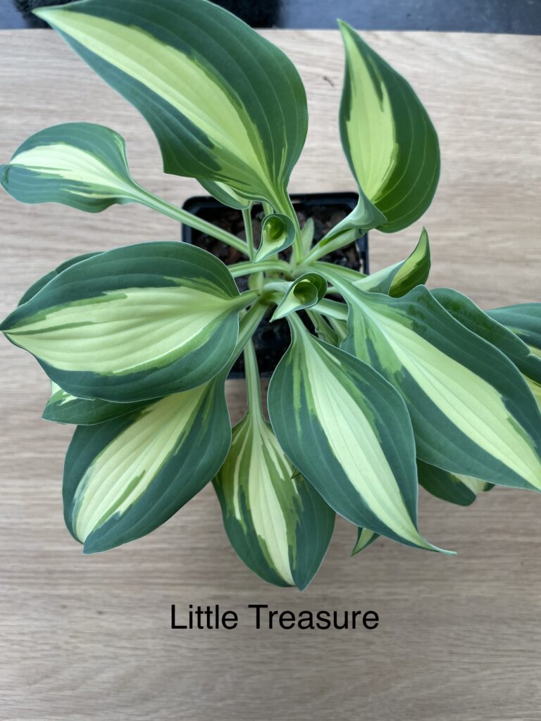 Little Treasure(Mini/small)