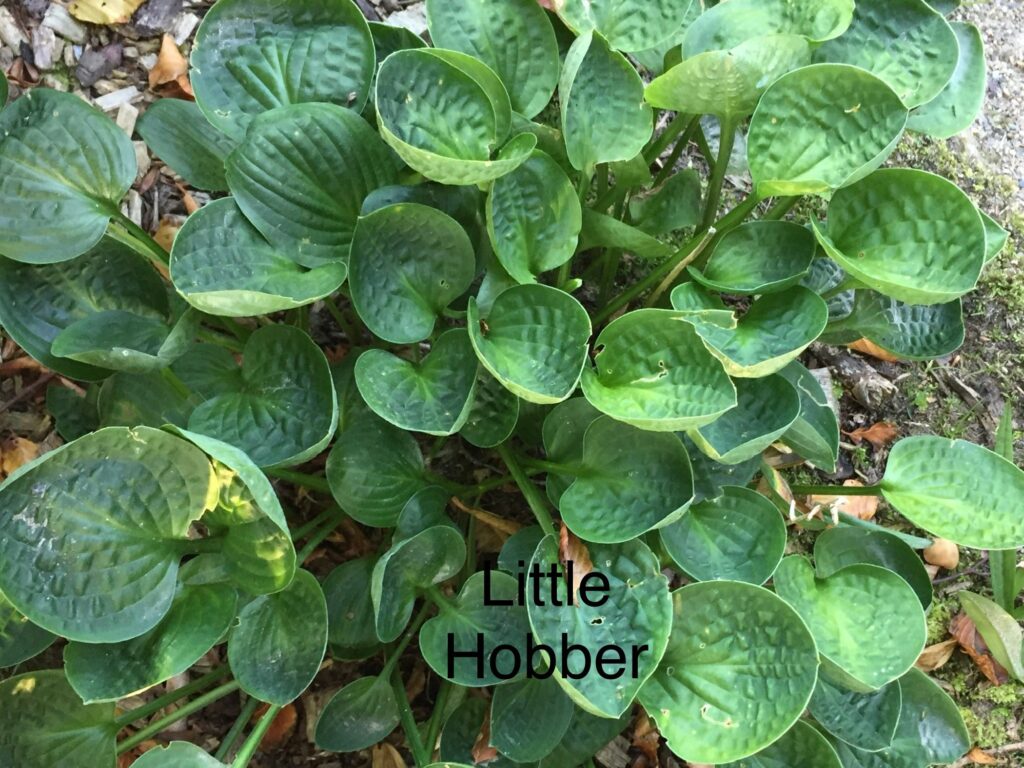 Little Hobber(Small)