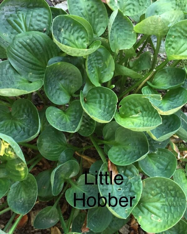 Little Hobber(Small)