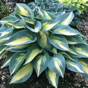 Magic Island (Medium) hosta