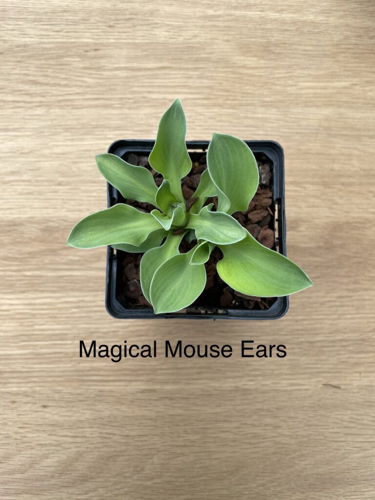 Magical Mouse Ears(small)