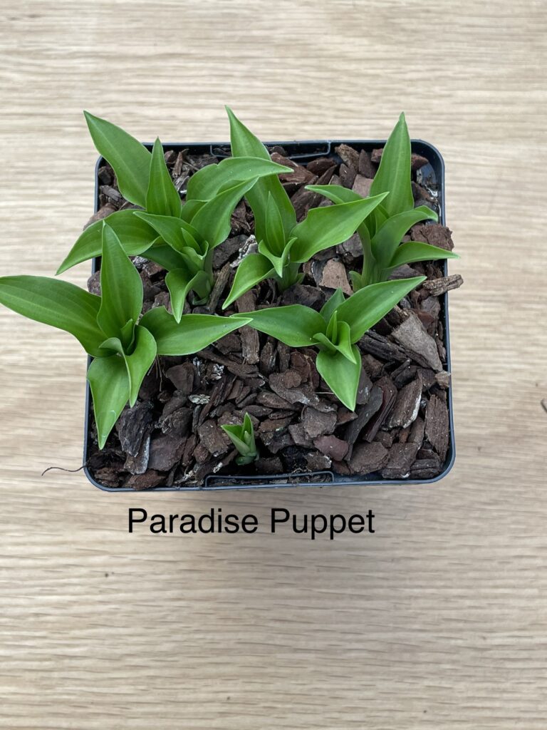 Paradise Puppet (mini)