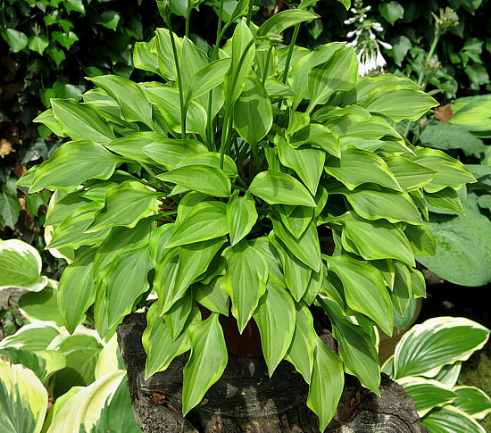 Stor lysegrøn Paradise Sunset(Mini-small) hosta