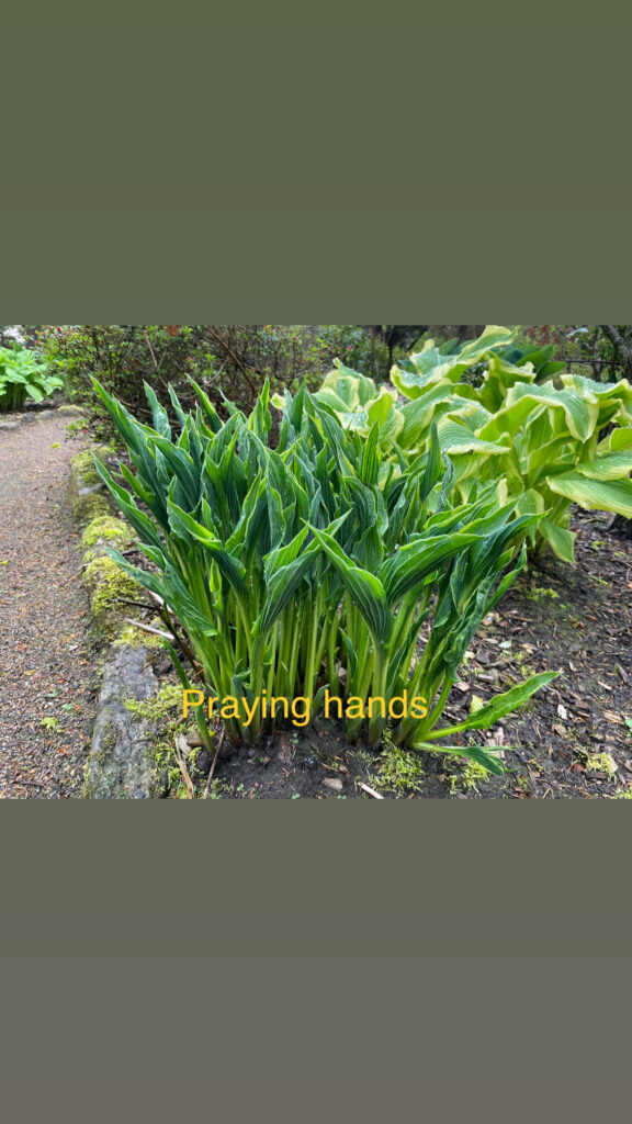 Praying Hands (Medium)