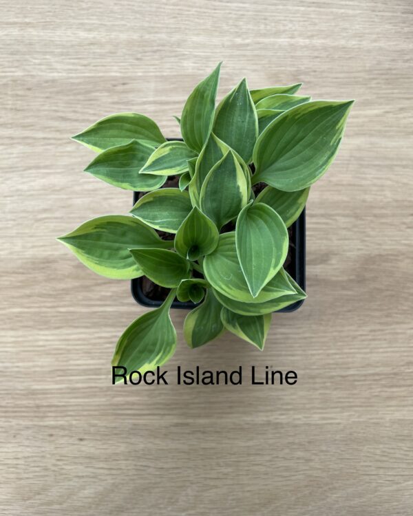 Rock Island Line (Small)