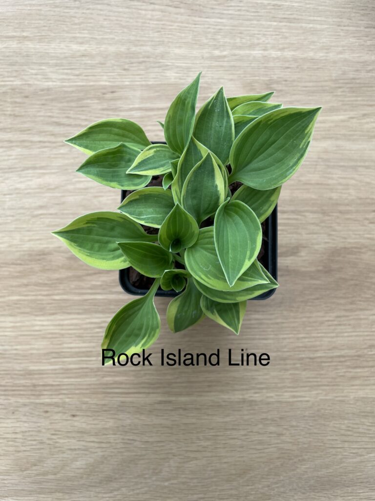 Rock Island Line (Small)