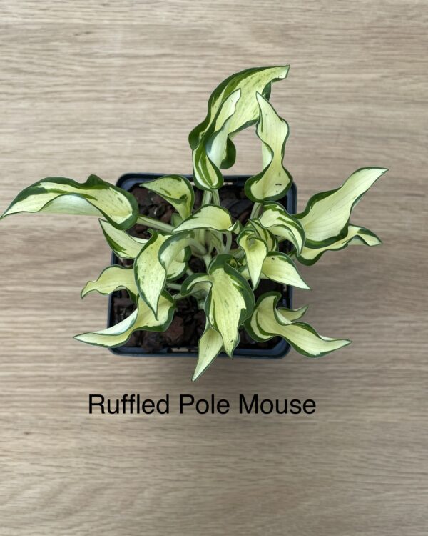 Ruffled Pole Mouse (Mini)