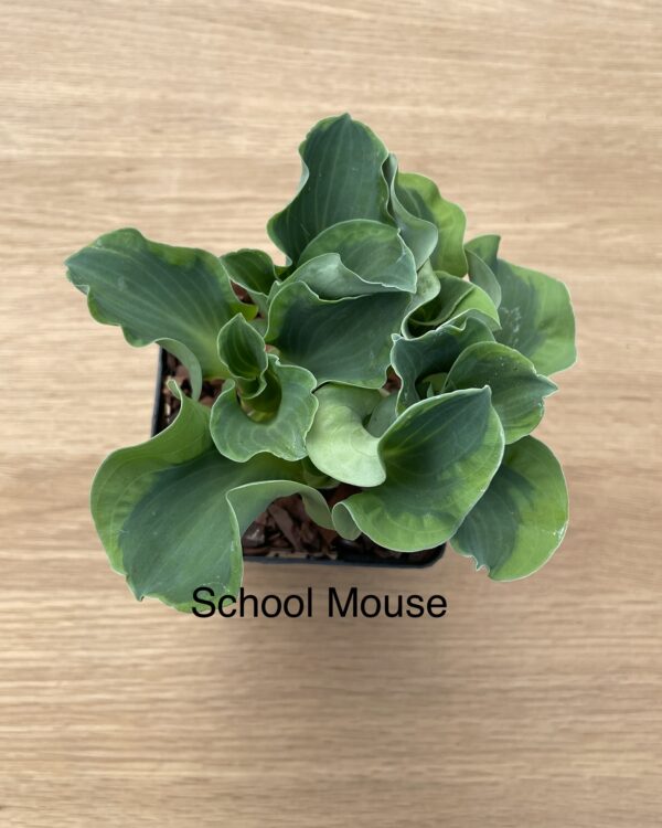 School Mouse(mini)