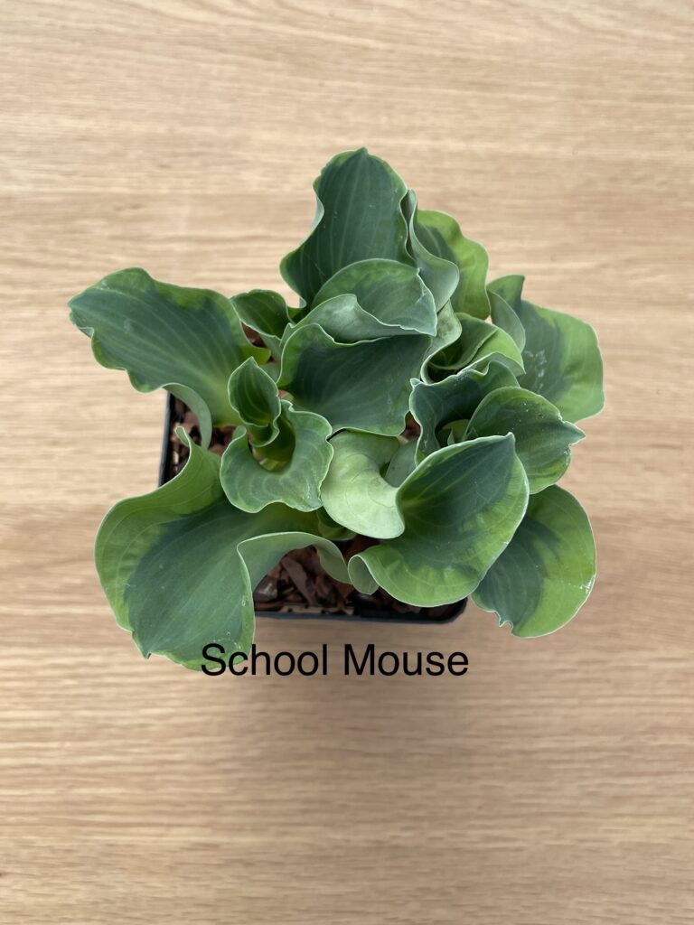 School Mouse(mini)