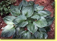 Second Wind(Medium-Large) hosta