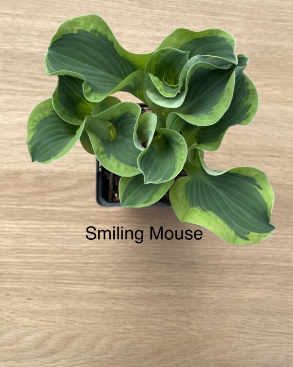 Smiling Mouse (mini)