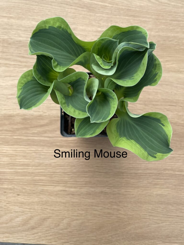 Smiling Mouse (mini)