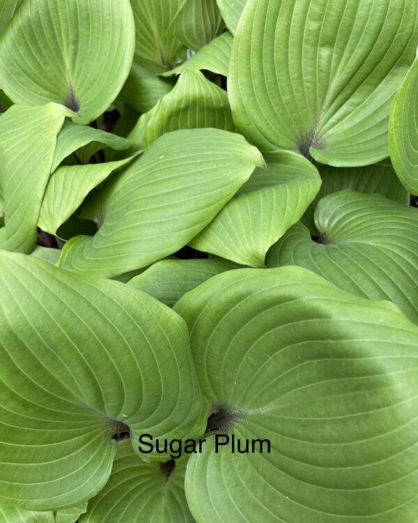 Sugar Plum (Medium)