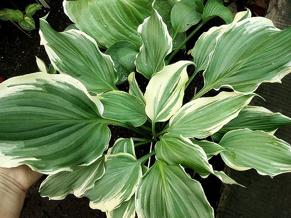 Sultans of Swing (Medium) hosta