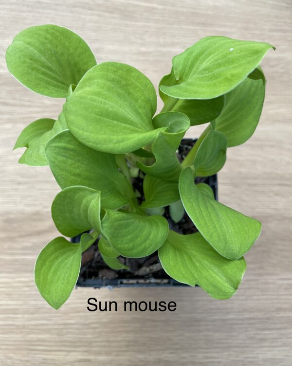 Sun Mouse (Small)