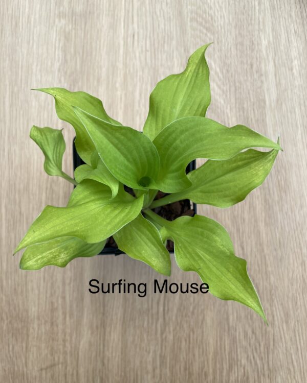 Surfing Mouse (Small/medium)