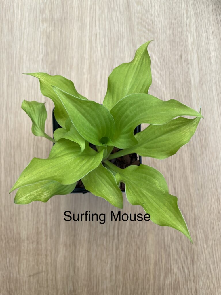 Surfing Mouse (Small/medium)