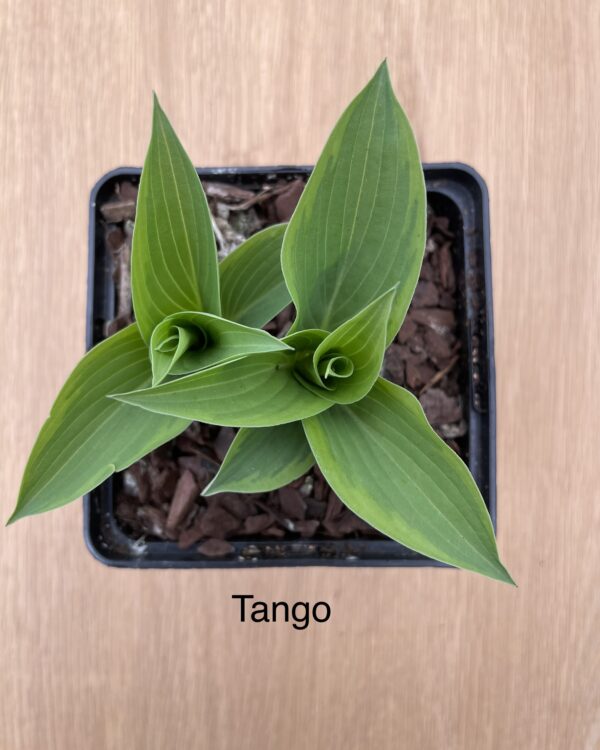 Tango (Small/Medium)