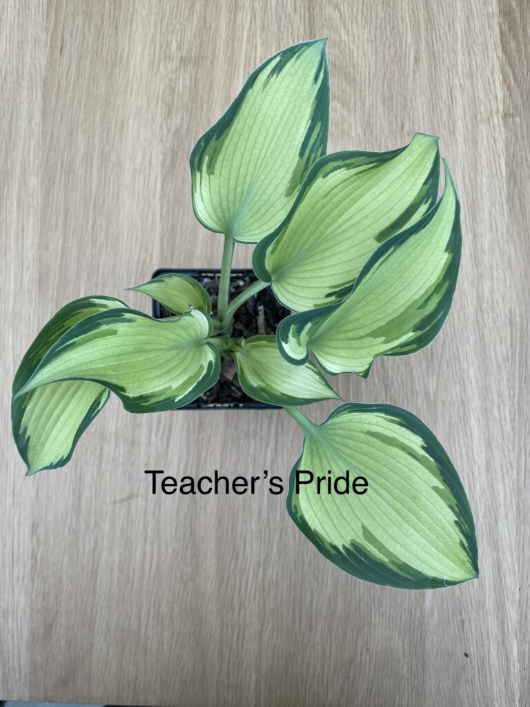 Teacher´s Pride(Medium)