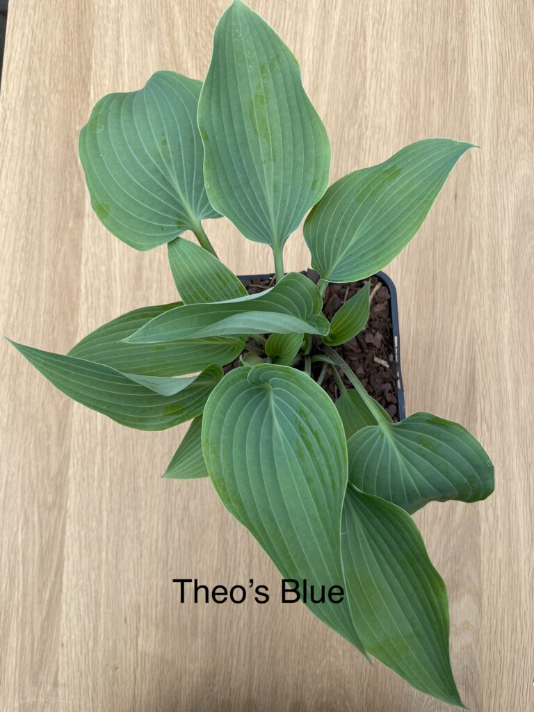 Theo's Blue (Medium)