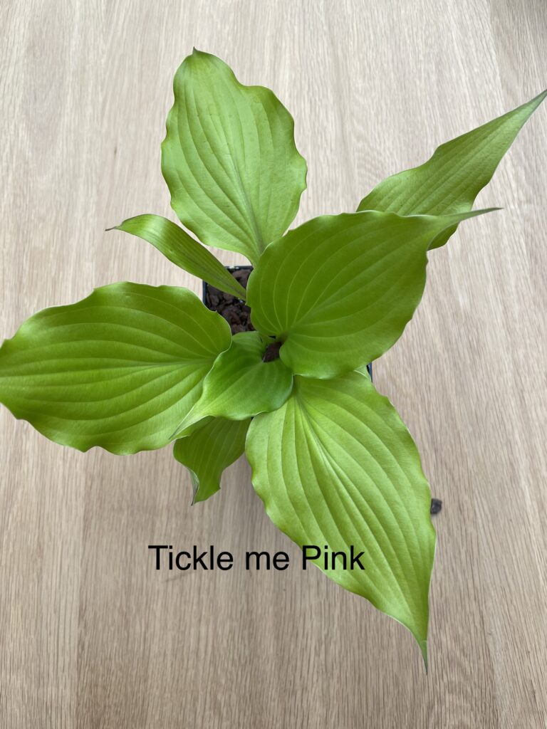 Tickle me Pink (Small/Medium)
