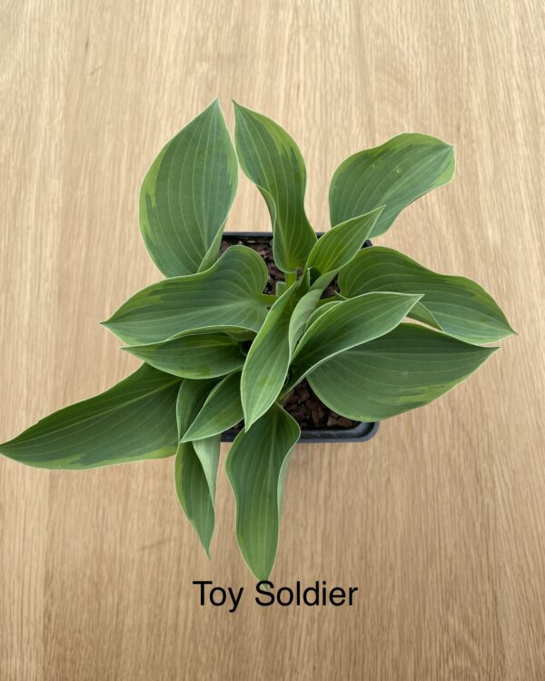 Toy Soldier (Small/Medium)