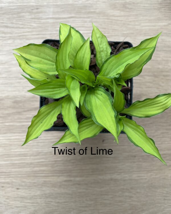 Twist of Lime(Small)