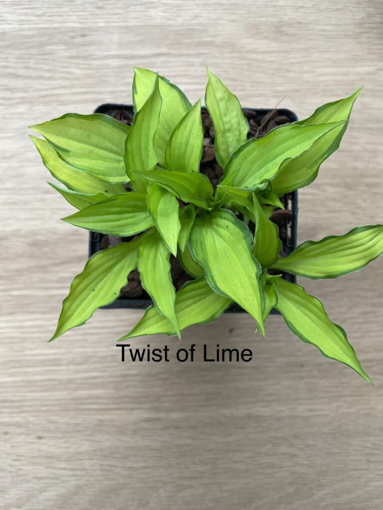 Twist of Lime(Small)