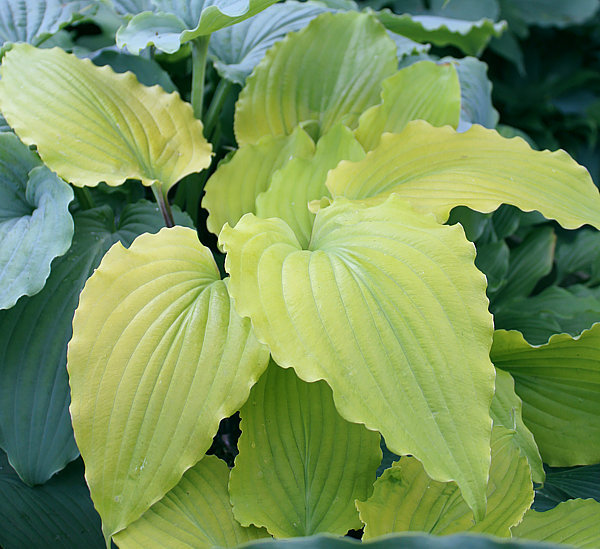 Valley's Lemon Limbo(Medium) hosta