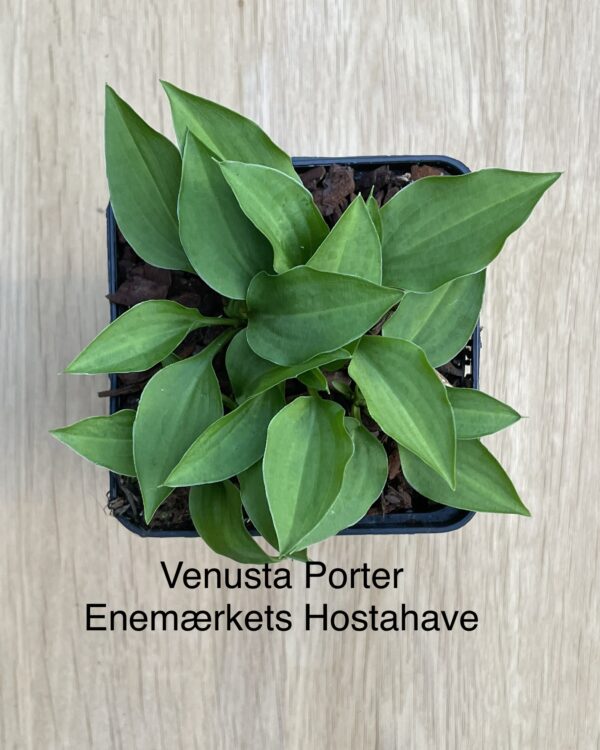 Venusta “Porter”(Mini)