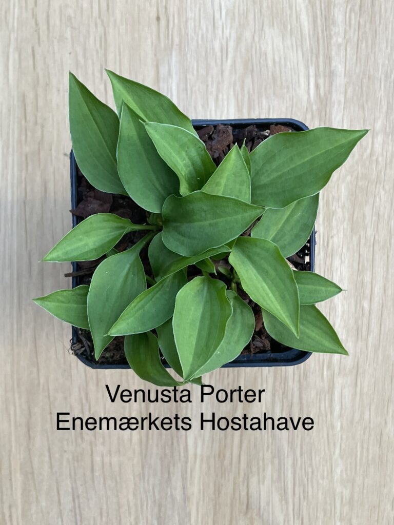 Venusta “Porter”(Mini)