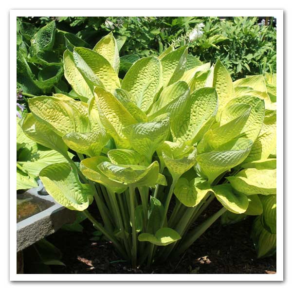 World Cup(Large) hosta