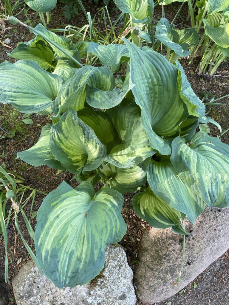 Guardian Angel(Large) hosta