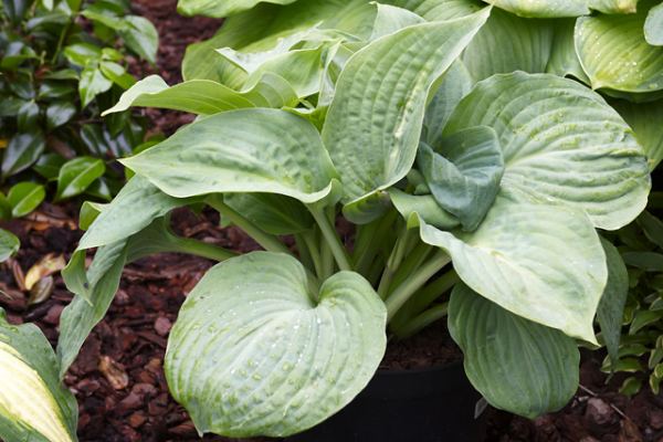 Essence of Summer(Medium-Large) hosta