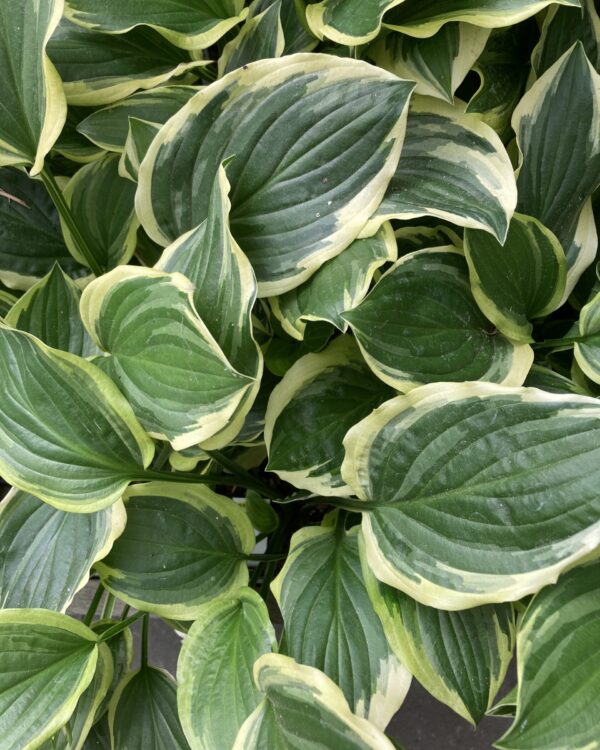 Nærbillede af mørkegrøn So Sweet(Small) hosta med lys kant