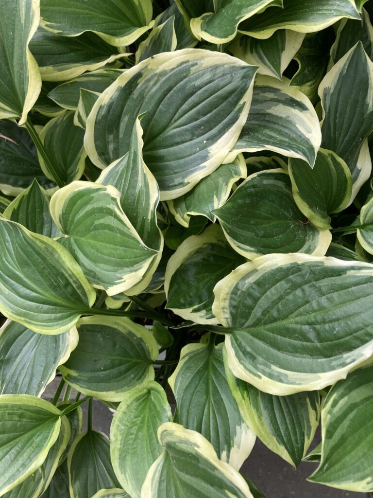 Nærbillede af mørkegrøn So Sweet(Small) hosta med lys kant