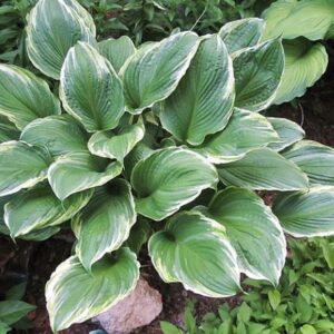 Ginrei(Large) hosta