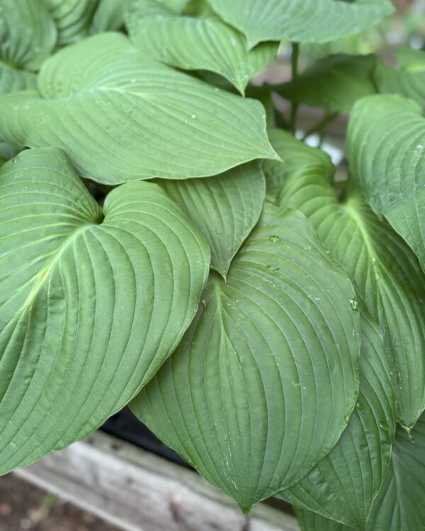 Lakeside Maverick(XL)