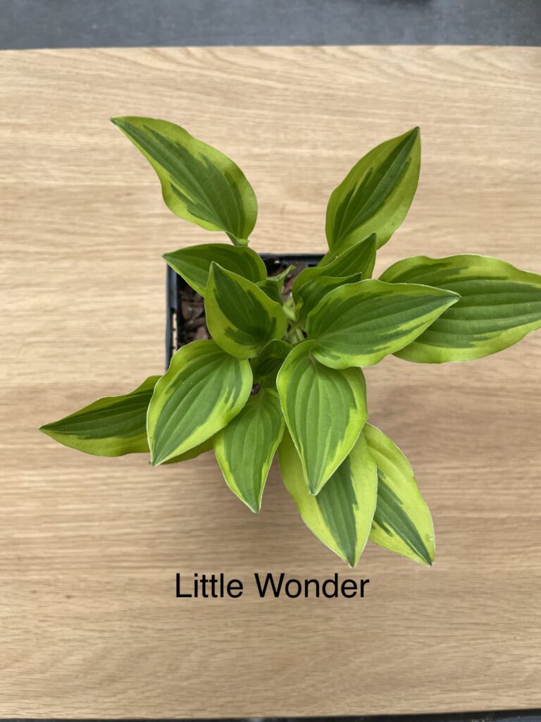 Little Wonder (Small)