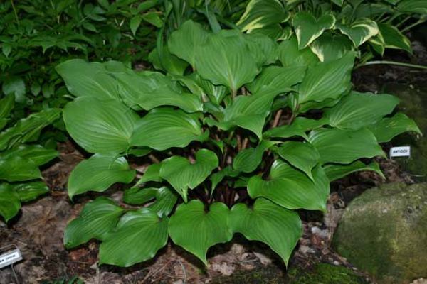 One man's Treasure(Medium) hosta