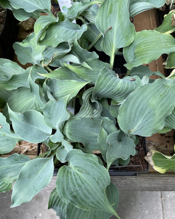 Waterslide(Medium) hosta